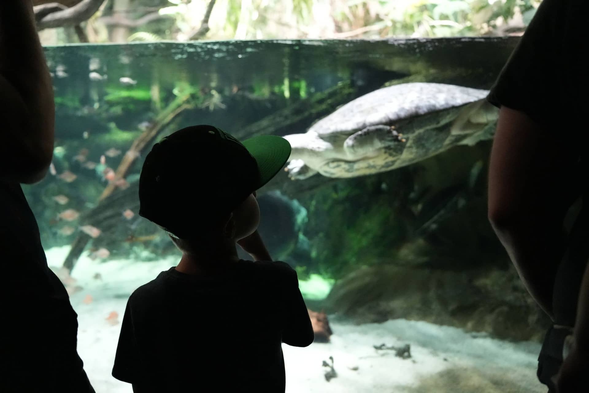 A child silhouetted against an aquarium window as a sea turtle glides past
