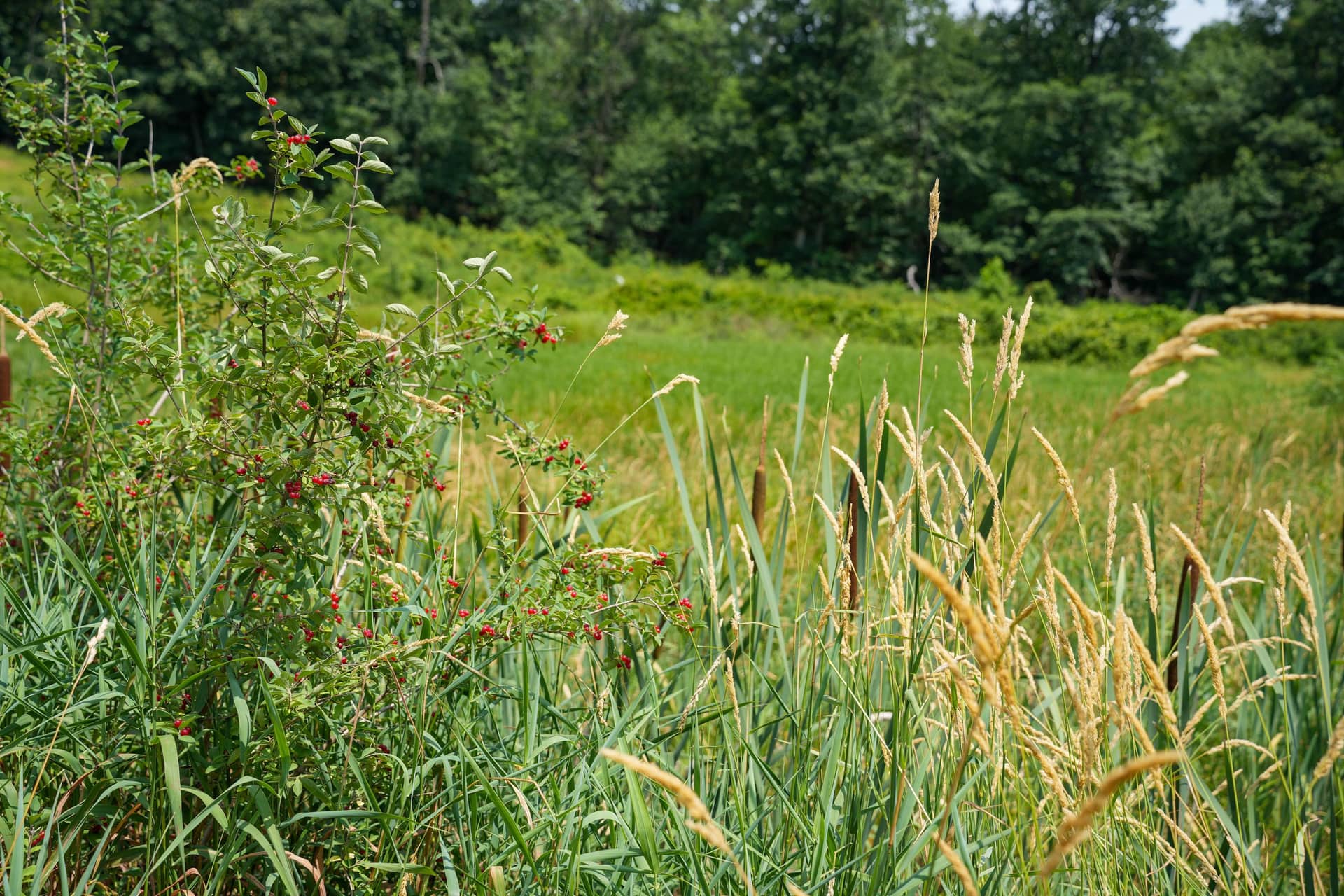 Warm evening light across a summer meadow in Pennsylvania