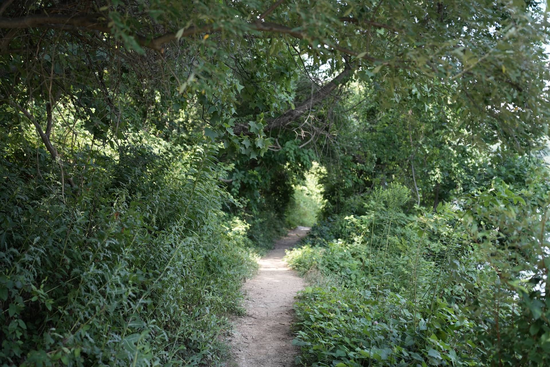 A narrow path through a green tunnel of trees at Rocky Ridge County Park