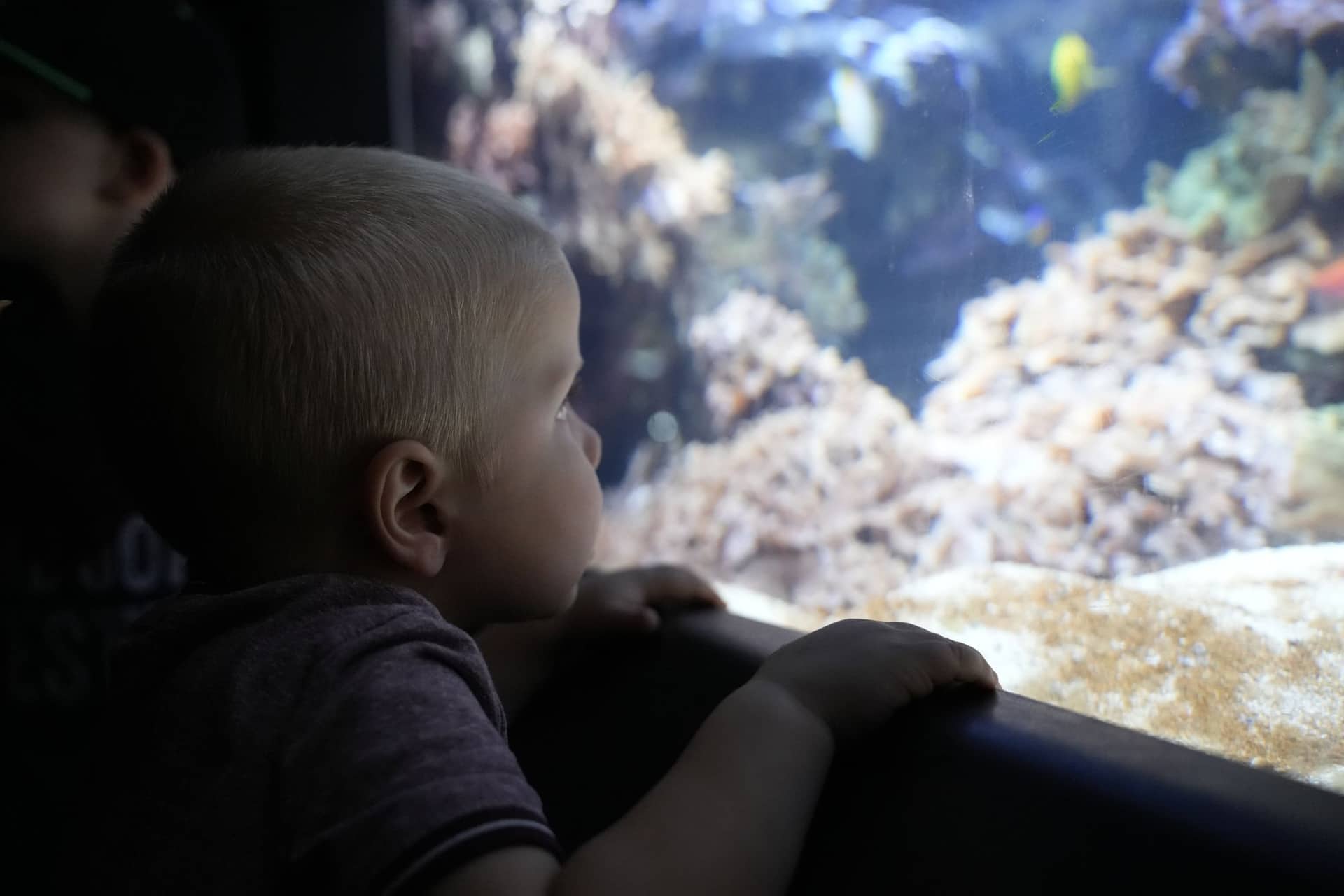 A young boy in profile pressed close to the glass of a large aquarium tank