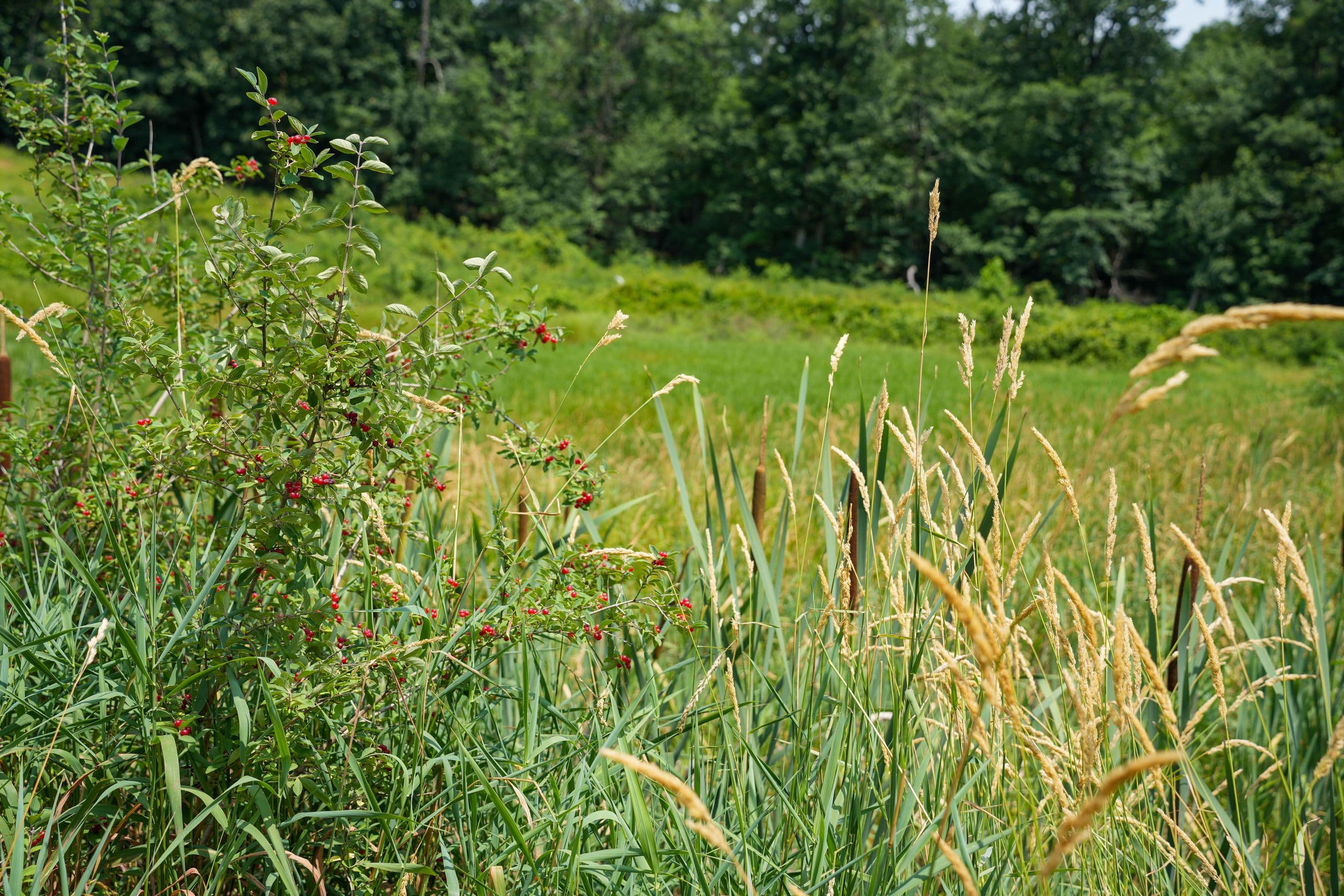 A summer meadow with cattails and berry bushes