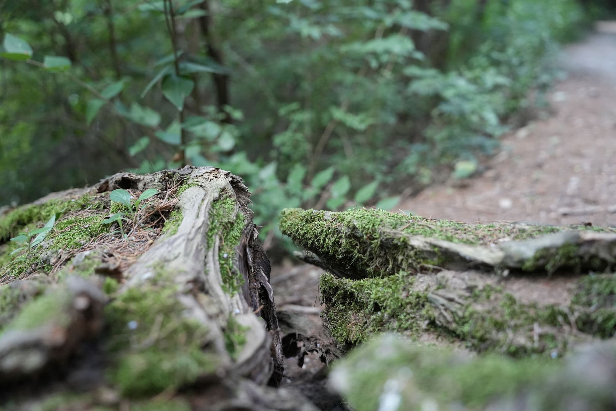 Moss on a fallen log beside a trail